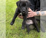 Small #2 Labrador Retriever Mix