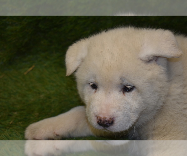 Medium Photo #6 Akita Puppy For Sale in ROLLA, MO, USA