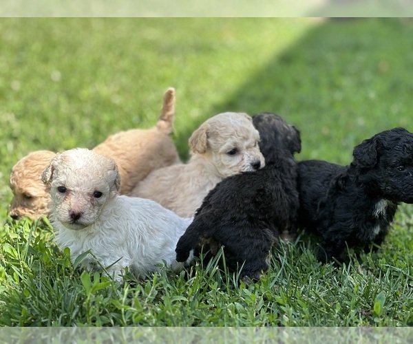Medium Photo #16 Goldendoodle-Shih Tzu Mix Puppy For Sale in SOUTH BELOIT, IL, USA