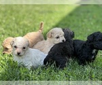 Small #15 Goldendoodle-Shih Tzu Mix