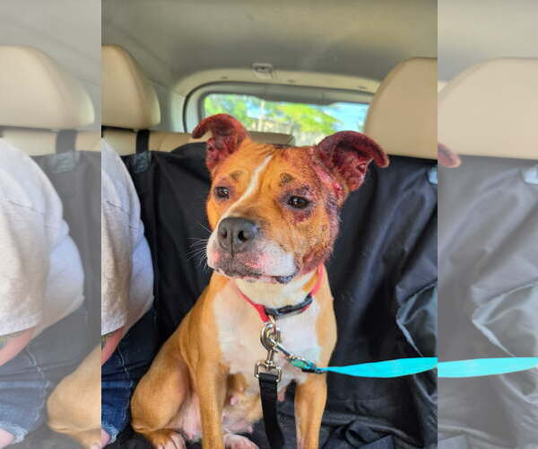 Medium Photo #2 Mutt Puppy For Sale in Rustburg, VA, USA
