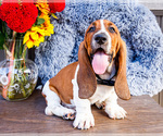 Puppy Peyton Basset Hound