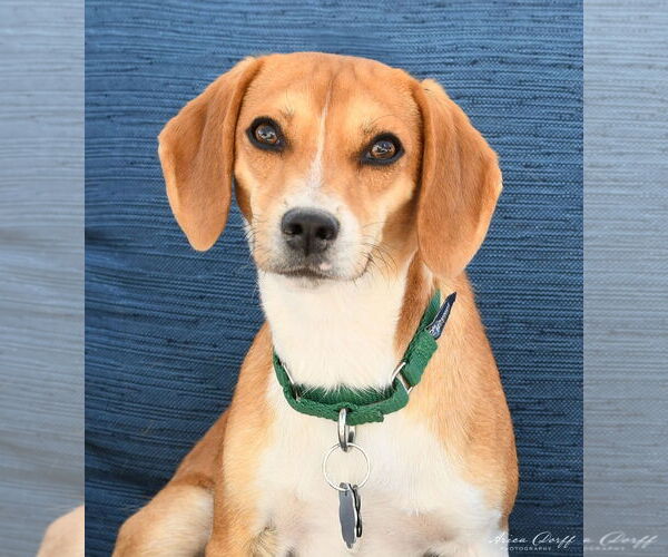 Medium Photo #1 Doxle Puppy For Sale in Las Vegas, NV, USA