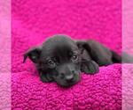Small #1 Labrador Retriever Mix
