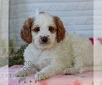 Small #3 Goldendoodle (Miniature)