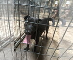 Small #3 Mutt