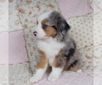 Small Photo #7 Miniature Australian Shepherd Puppy For Sale in HARRISON, OH, USA