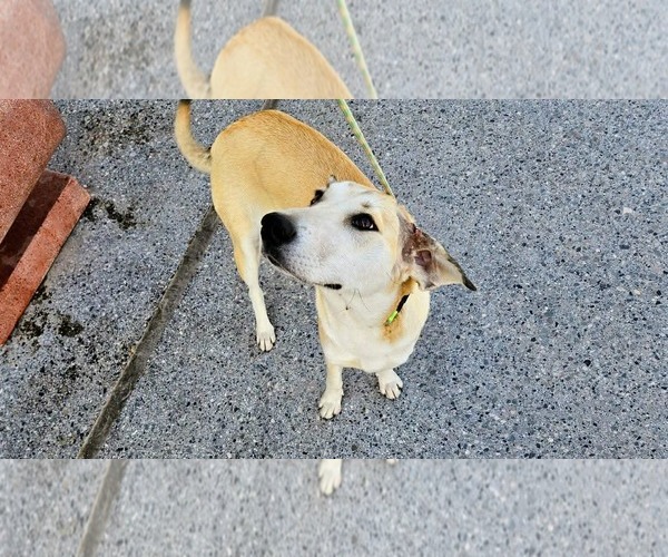 Medium Photo #1 Anatolian Shepherd-Labrador Retriever Mix Puppy For Sale in Rockaway, NJ, USA