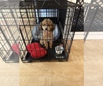 Small Photo #3 ShihPoo Puppy For Sale in SALEM, OR, USA