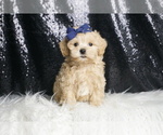 Small Photo #66 Maltipoo Puppy For Sale in WARSAW, IN, USA
