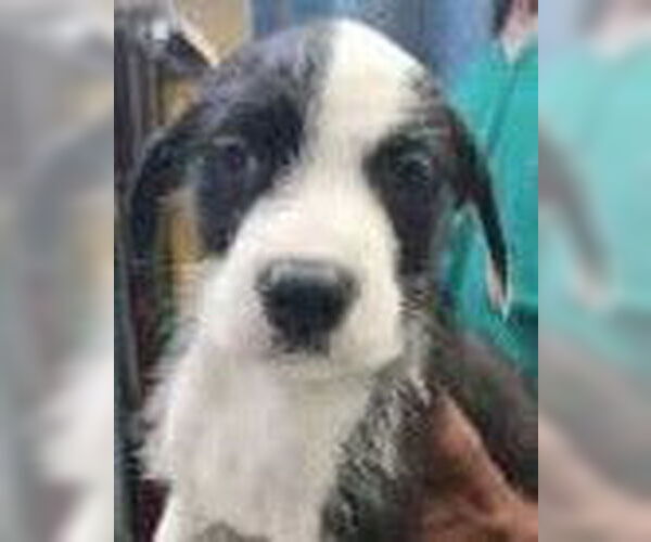 Medium Photo #1 Mutt Puppy For Sale in Royal Palm Beach, FL, USA