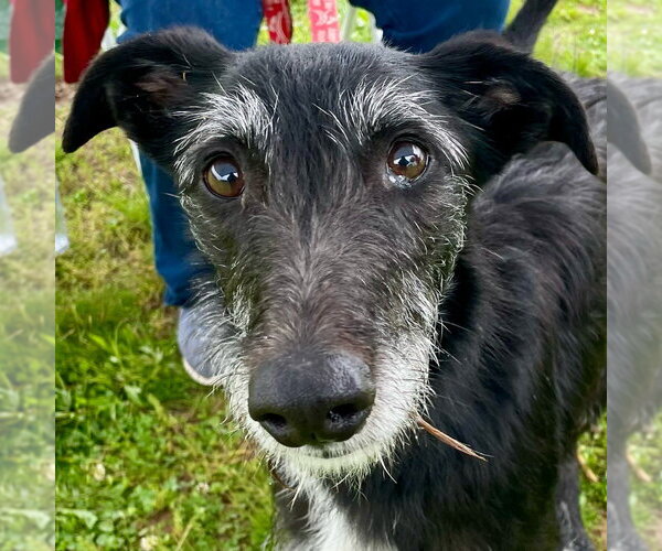 Medium Photo #7 Borzoi-Unknown Mix Puppy For Sale in Canton, CT, USA