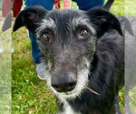 Small #6 Borzoi Mix
