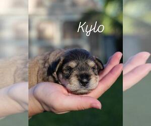 Medium Schnauzer (Miniature)