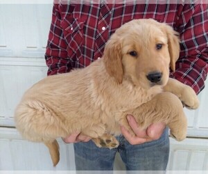 Golden Retriever Puppy for sale in APPLE CREEK, OH, USA