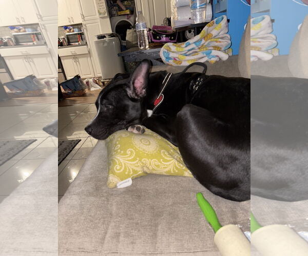 Medium Photo #2 American Pit Bull Terrier-Unknown Mix Puppy For Sale in Woodland, CA, USA