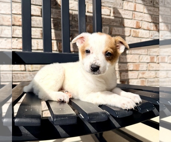 Medium Photo #2 Australian Cattle Dog Puppy For Sale in GREENFIELD, IN, USA