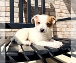 Small #1 Australian Cattle Dog