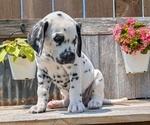 Small Photo #77 Dalmatian Puppy For Sale in GOSHEN, IN, USA
