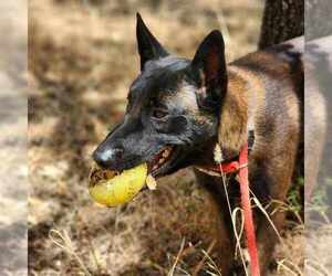 Mutt Dogs for adoption in Imlay City, MI, USA