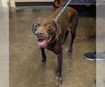 Small #2 Lab-Pointer