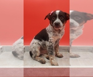 Australian Cattle Dog Puppy for sale in GOSHEN, IN, USA