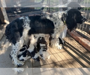 Mother of the English Springer Spaniel puppies born on 07/11/2025