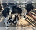 Small Photo #1 English Springer Spaniel Puppy For Sale in HEYBURN, ID, USA