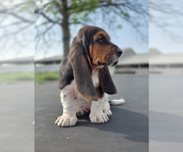 Medium Photo #8 Basset Hound Puppy For Sale in GREENLEAF, WI, USA