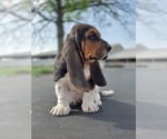Small Photo #8 Basset Hound Puppy For Sale in GREENLEAF, WI, USA