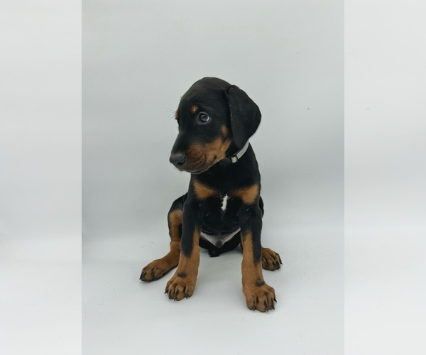 Medium Photo #7 Doberman Pinscher Puppy For Sale in RIVERDALE, MD, USA