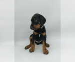 Small Photo #7 Doberman Pinscher Puppy For Sale in RIVERDALE, MD, USA