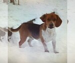 Small Photo #1 Beagle Puppy For Sale in MINERAL POINT, WI, USA