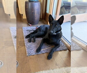 Flaca located in Montana - Female Holland Shepherd-Unknown Mix Dog for Adoption - Photo #4