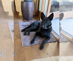 Small Photo #4 Holland Shepherd-Unknown Mix Puppy For Sale in Imlay City, MI, USA