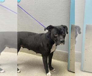 American Pit Bull Terrier-Unknown Mix Dogs for adoption in Las Vegas, NV, USA