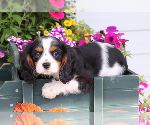 Cavalier King Charles Spaniel Puppy for sale in SHILOH, OH, USA