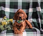 Small Photo #6 Irish Setter Puppy For Sale in BIRD IN HAND, PA, USA
