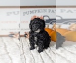 Small #12 Poodle (Miniature)