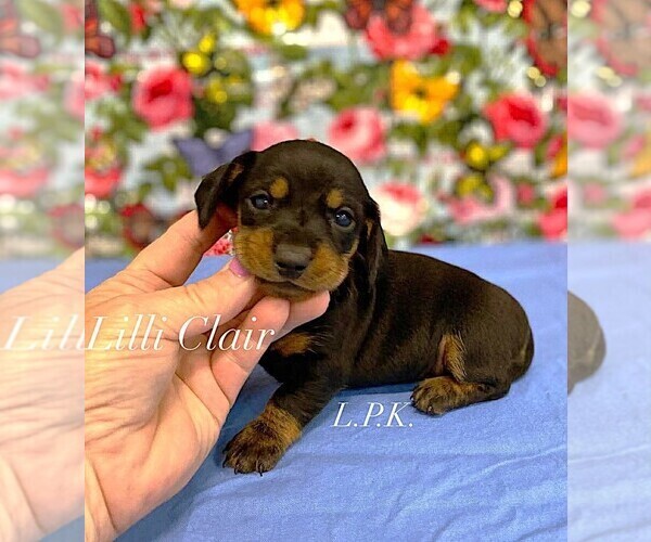 Medium Photo #1 Dachshund Puppy For Sale in WINNSBORO, LA, USA