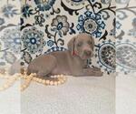 Puppy Hiccup Weimaraner