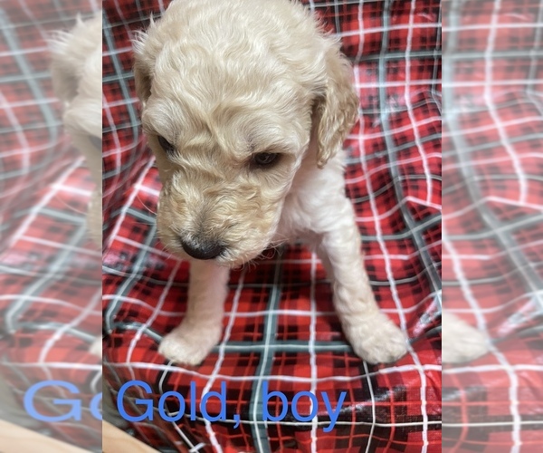 Medium Photo #18 Doodle-Goldendoodle Mix Puppy For Sale in FAISON, NC, USA