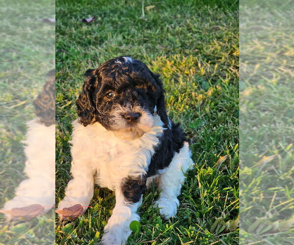 Medium Photo #3 Cavapoo (Miniature) Puppy For Sale in MEDFORD, OR, USA