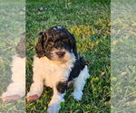 Litter of 5 - Male Cavapoo (Miniature)Litter of Puppies for Sale - Photo #3