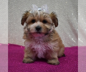 Morkie Puppy for sale in DOWNING, MO, USA