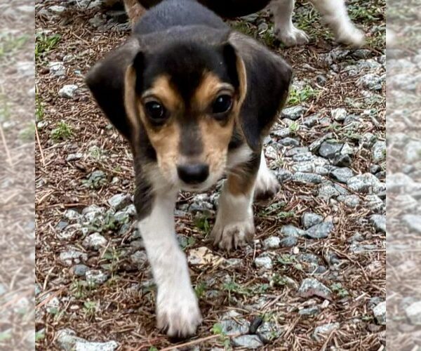 Medium Photo #1 Beagle-Unknown Mix Puppy For Sale in Spring Lake, NC, USA