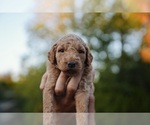 Small Photo #38 Goldendoodle (Miniature) Puppy For Sale in DALLAS, OR, USA