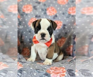 English Bulldog-Olde English Bulldogge Mix Puppy for sale in COCHRANVILLE, PA, USA