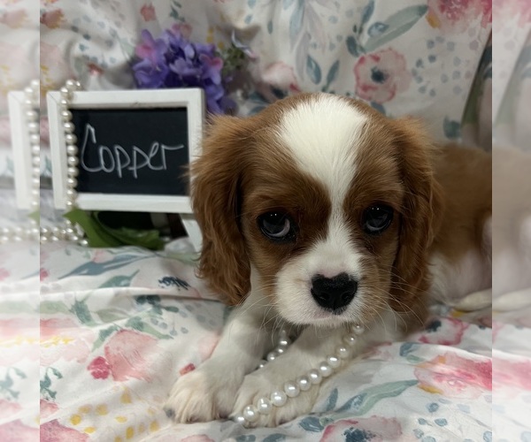 Medium Photo #2 Cavalier King Charles Spaniel Puppy For Sale in ABILENE, TX, USA