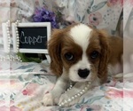 Small #1 Cavalier King Charles Spaniel